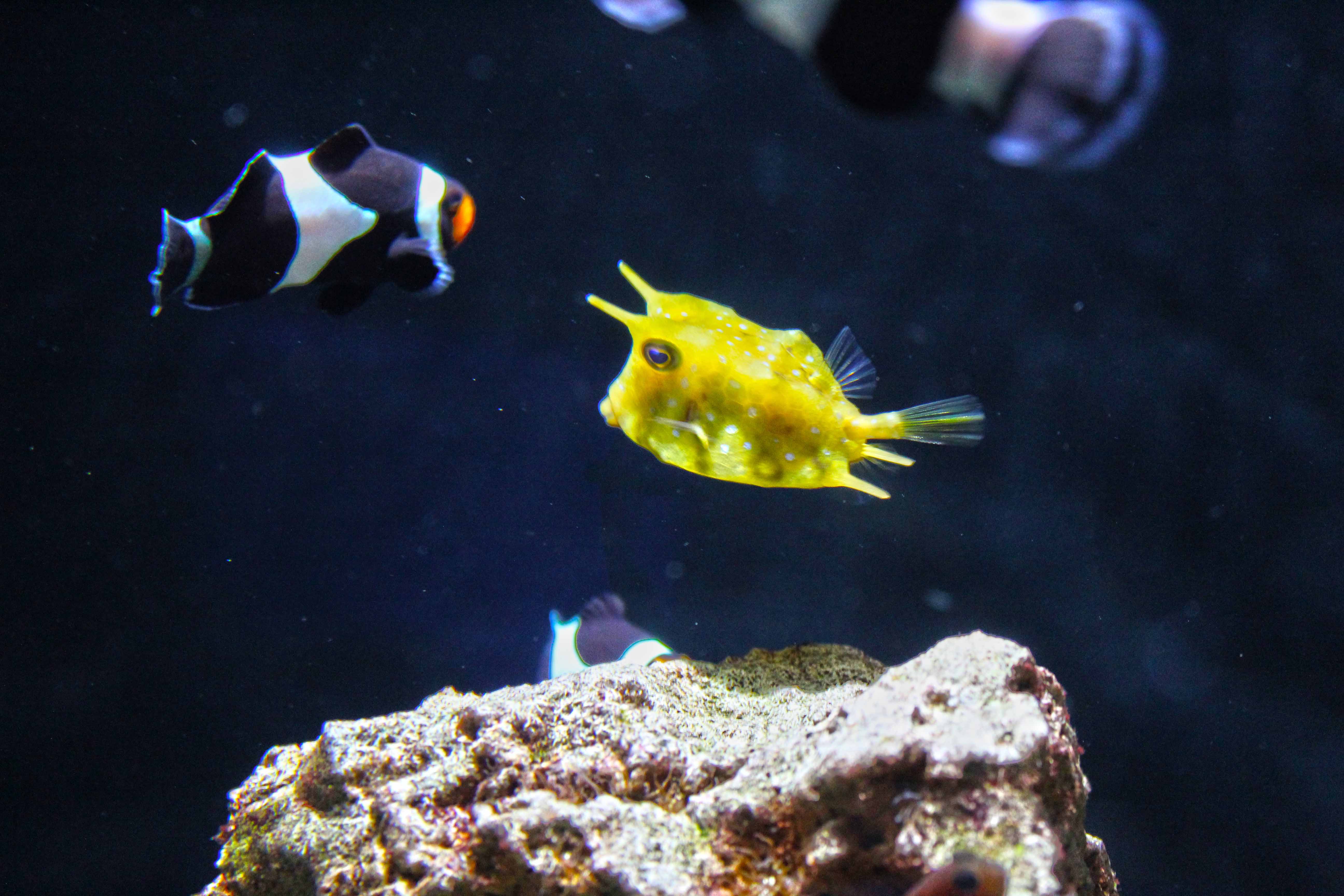 357_alta_Aquarium Lactoria Cornuta.JPG